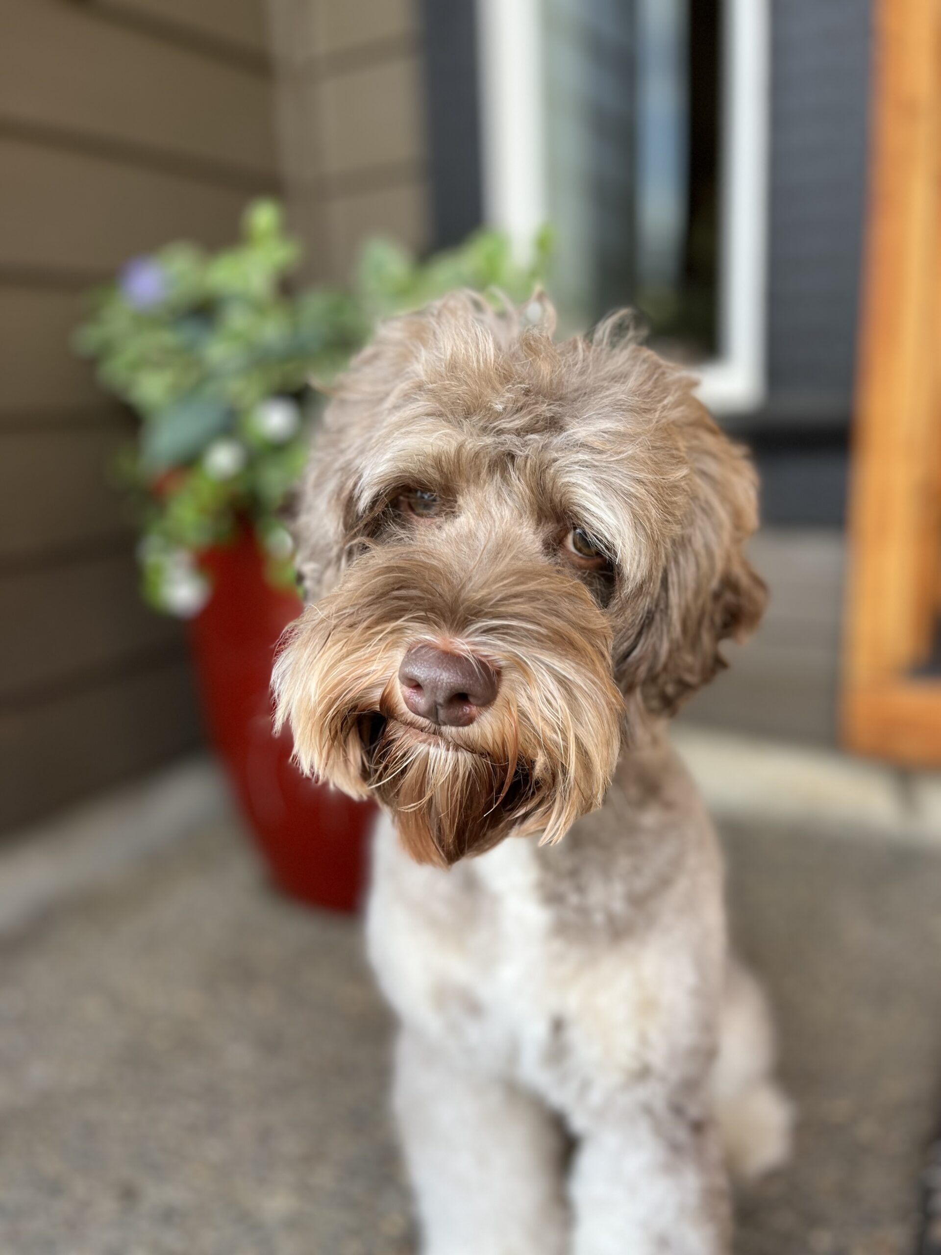 Small Brown and white dog